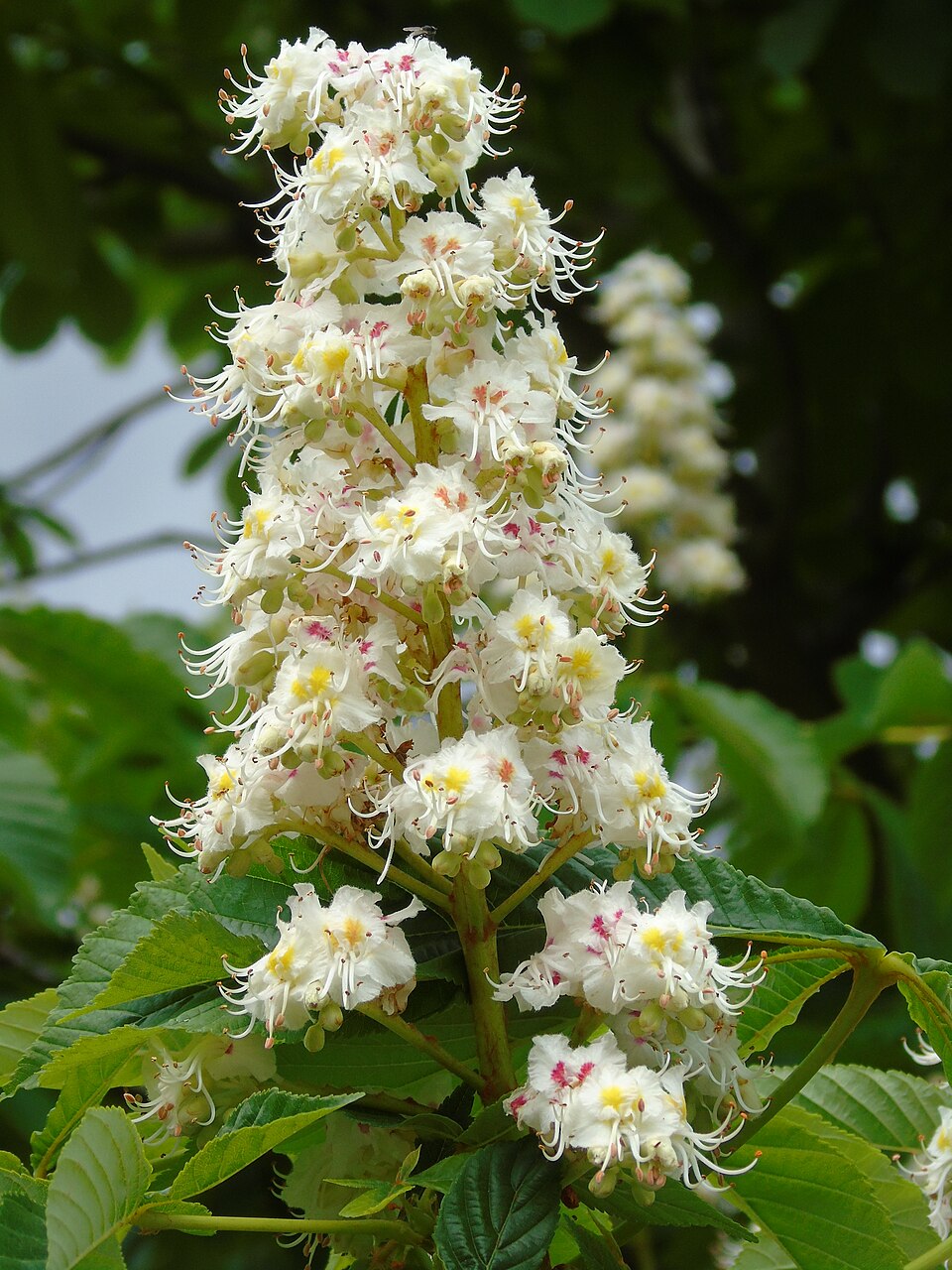 Are Horse Chestnuts Native to America? Global Origins Revealed